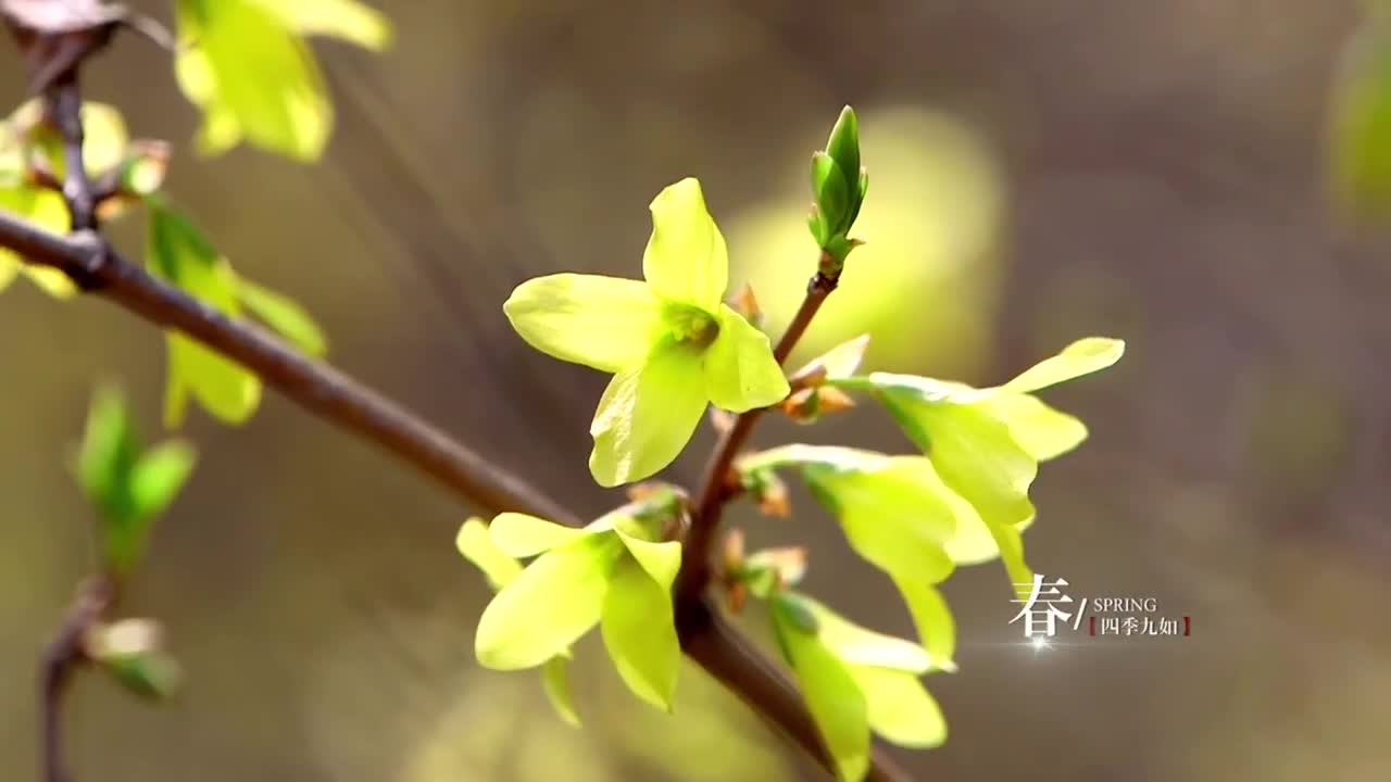 九如四季春花烂漫夏瀑珠落秋润红枫玉琢银装济南九如山瀑布群风景区值得一来再来的地方