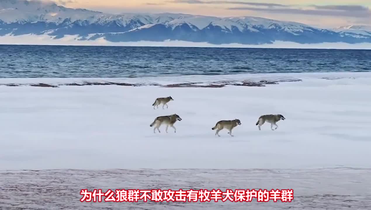 为什么狼不敢攻击有牧羊犬保护的羊群