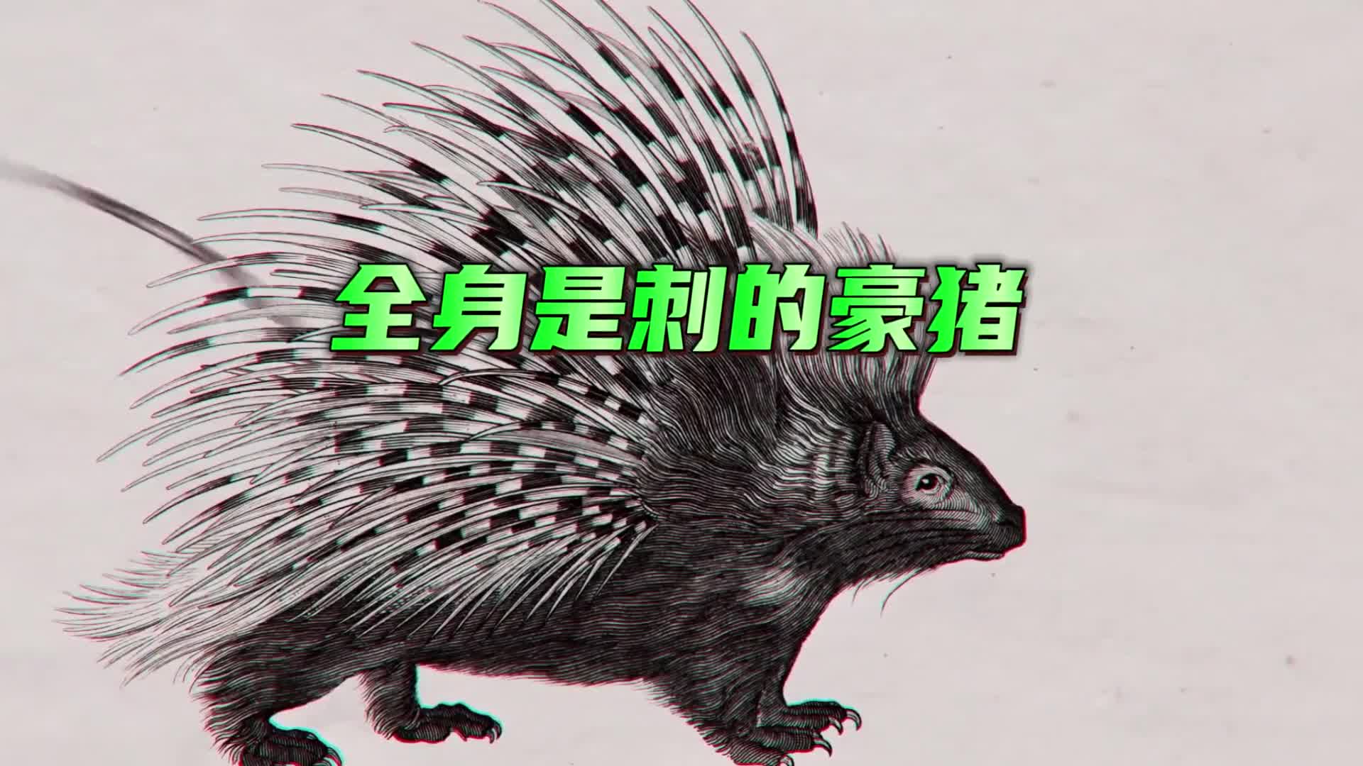 全身长满30000多根倒刺的豪猪是如何交配生子的