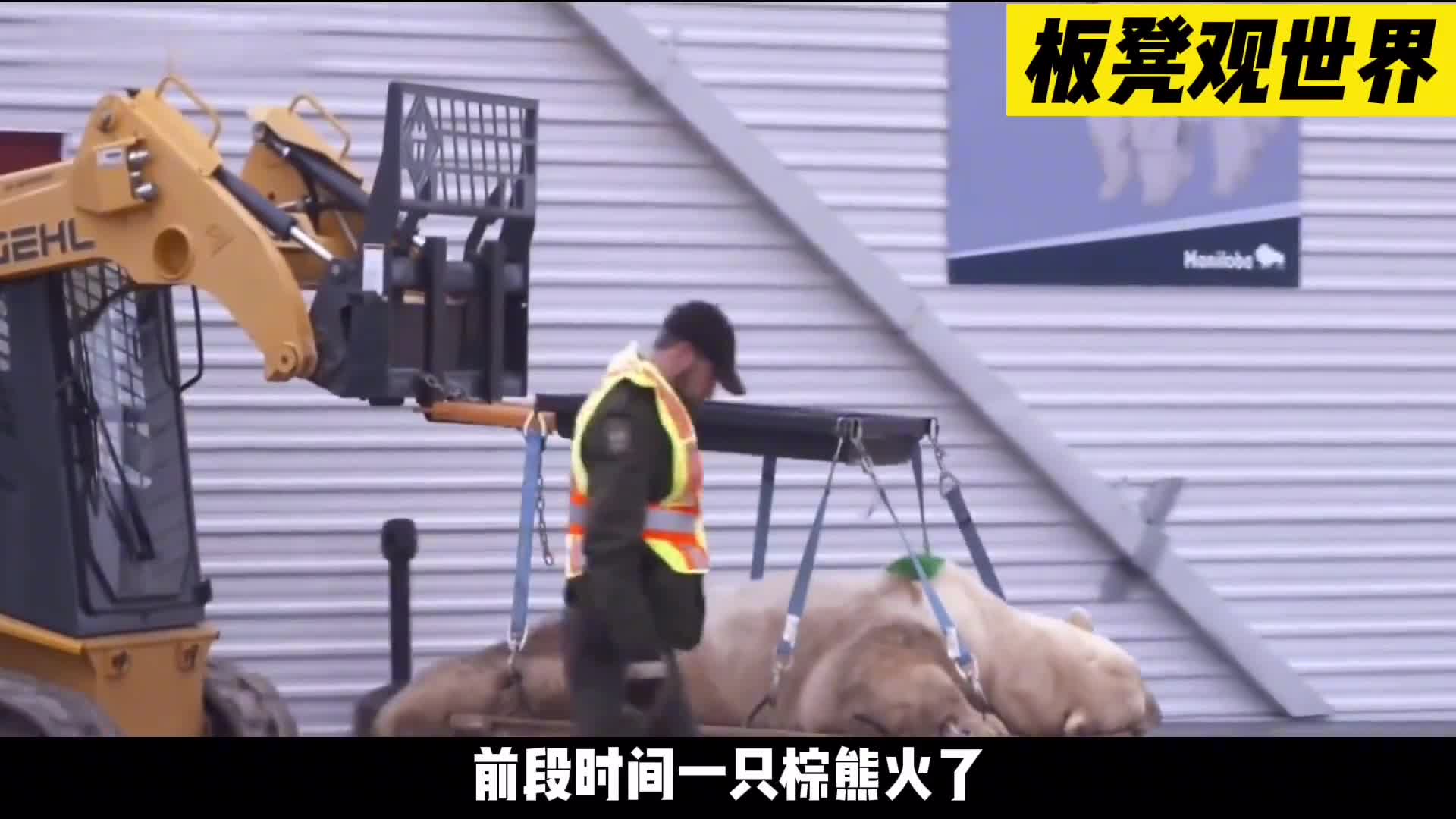 最倒霉的棕熊三番五次被运到北极