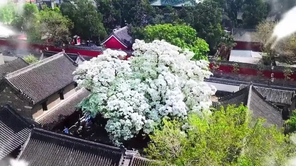 在济宁孟府景区内有两棵植于清代的流苏树此时正是花开正旺时五一你就来山东来孟府孟庙欣赏芳香四溢的四月雪体验仁义礼智的儒家文化