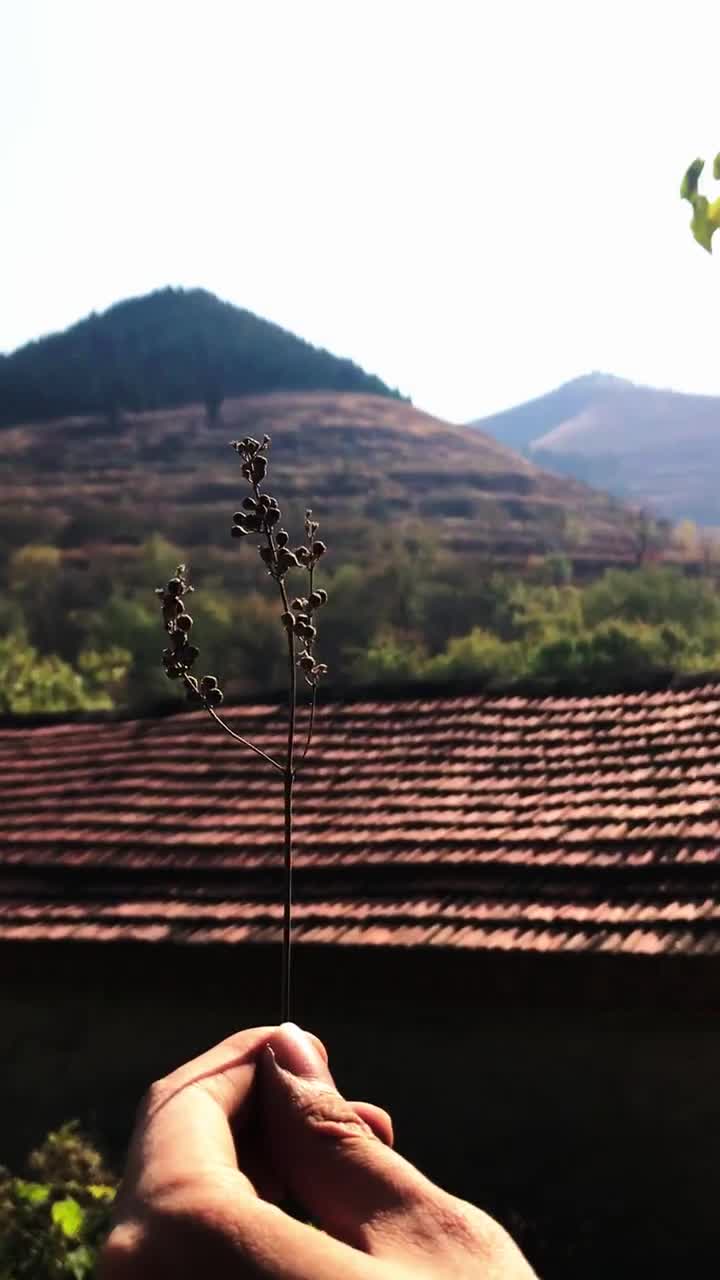 你认得吗这是临朐山里常见的野草有清热镇定作用当地人用来填充枕头