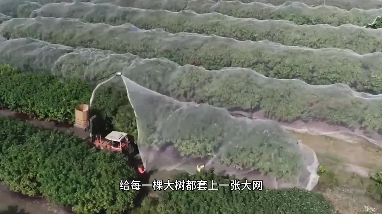 快来薅三只松鼠的大羊毛颗颗饱满的开心果吃起来又香又脆