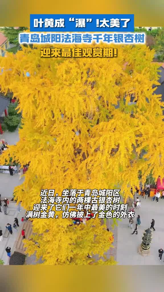 叶黄成瀑太美了青岛城阳法海寺千年银杏树迎来最佳观赏期