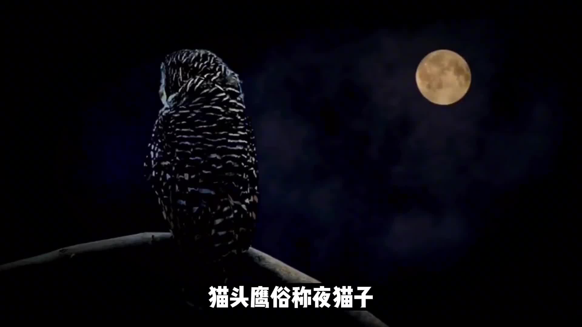 诡异的猫头鹰一身的黑科技
