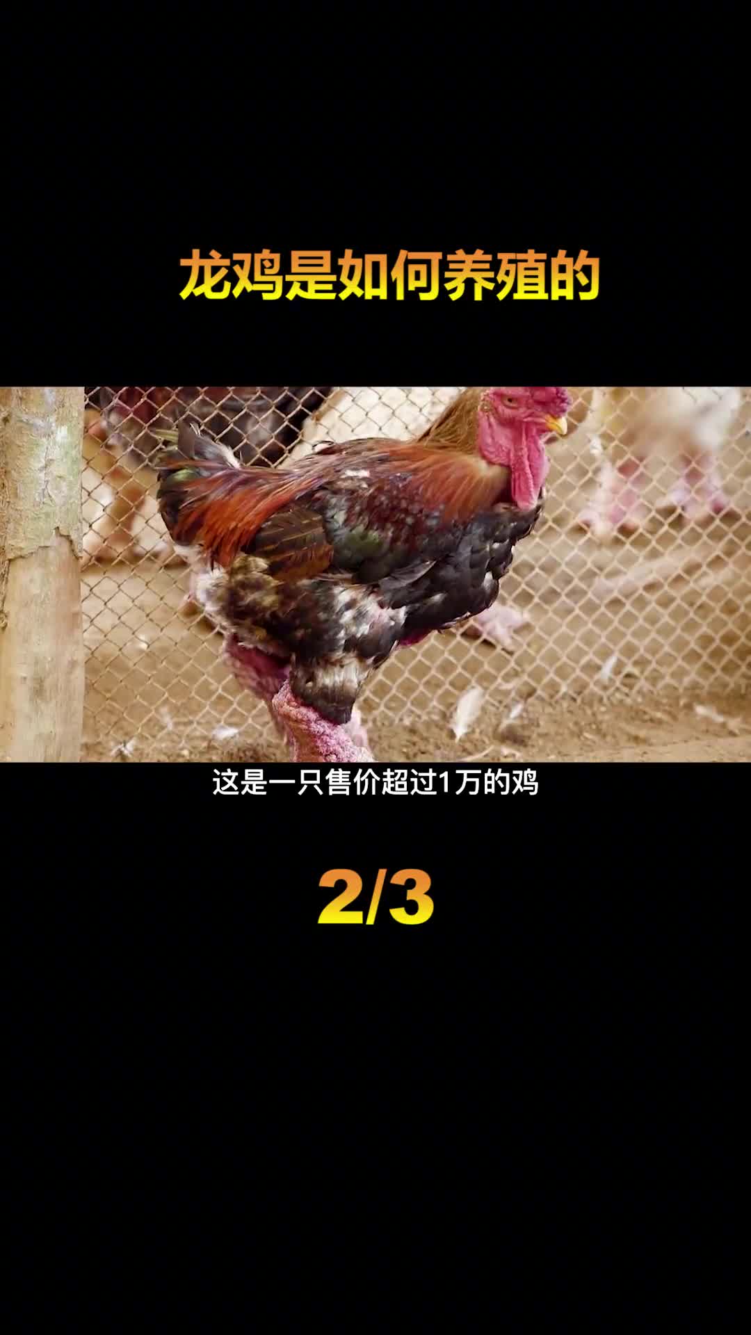 越南的天价鸡爪1双鸡爪价值超过1万元普通人根本吃不起