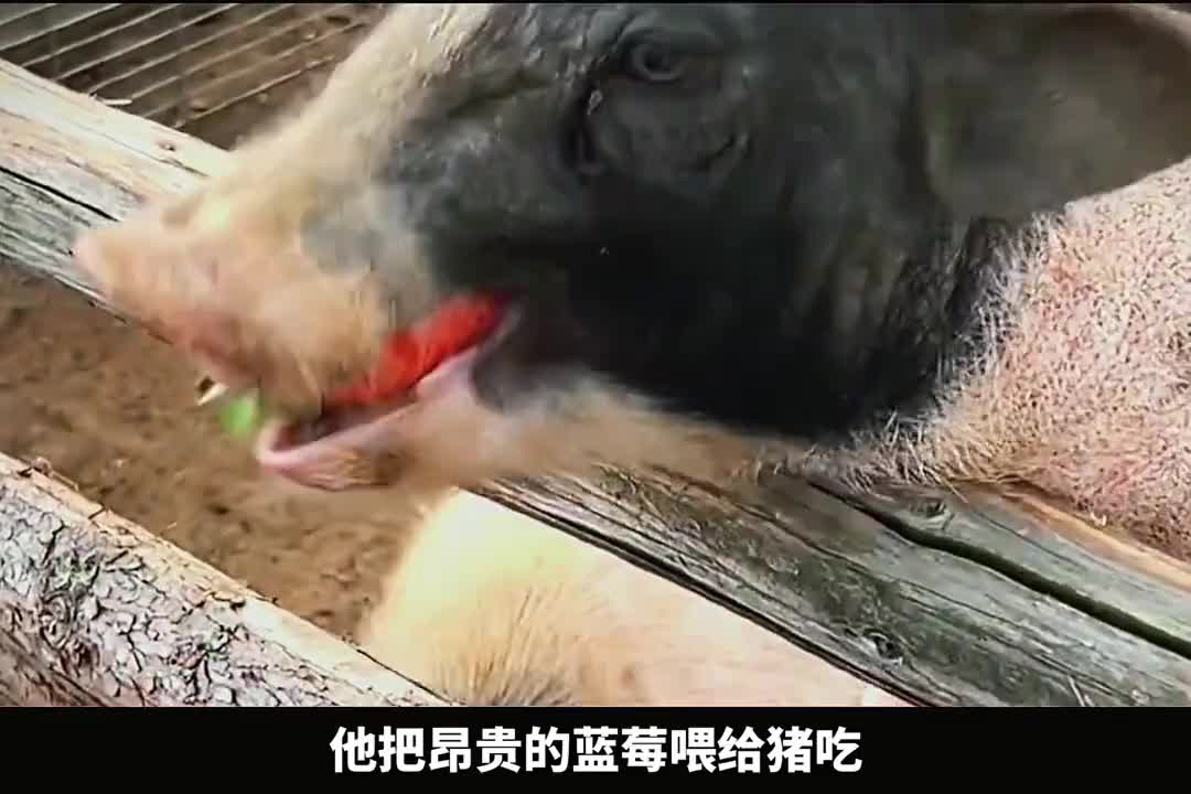 这个商家有朵疯狂昂贵的蓝莓喂猪吃