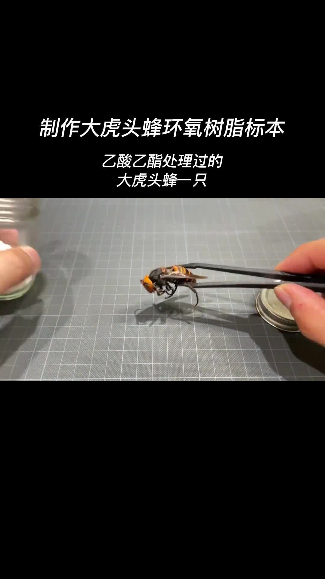 它是体型最大的胡蜂