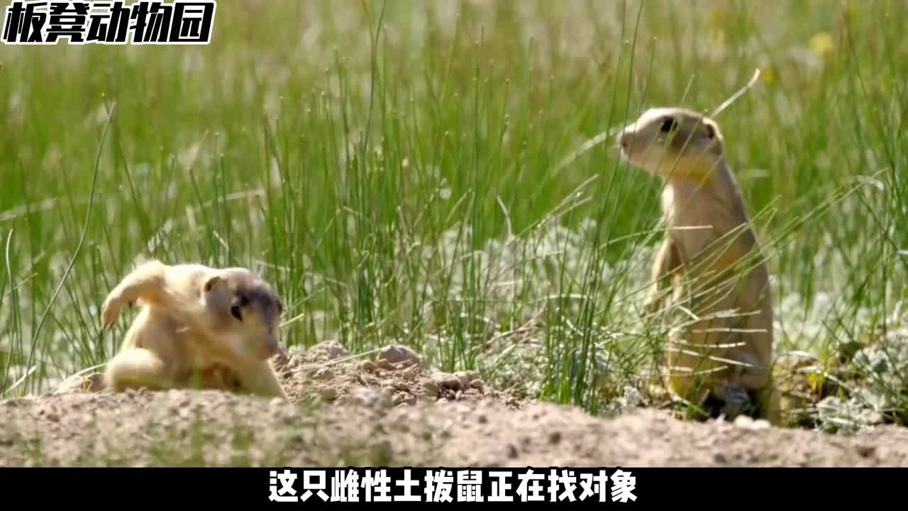 动物界的海王土拨鼠见一个爱一个