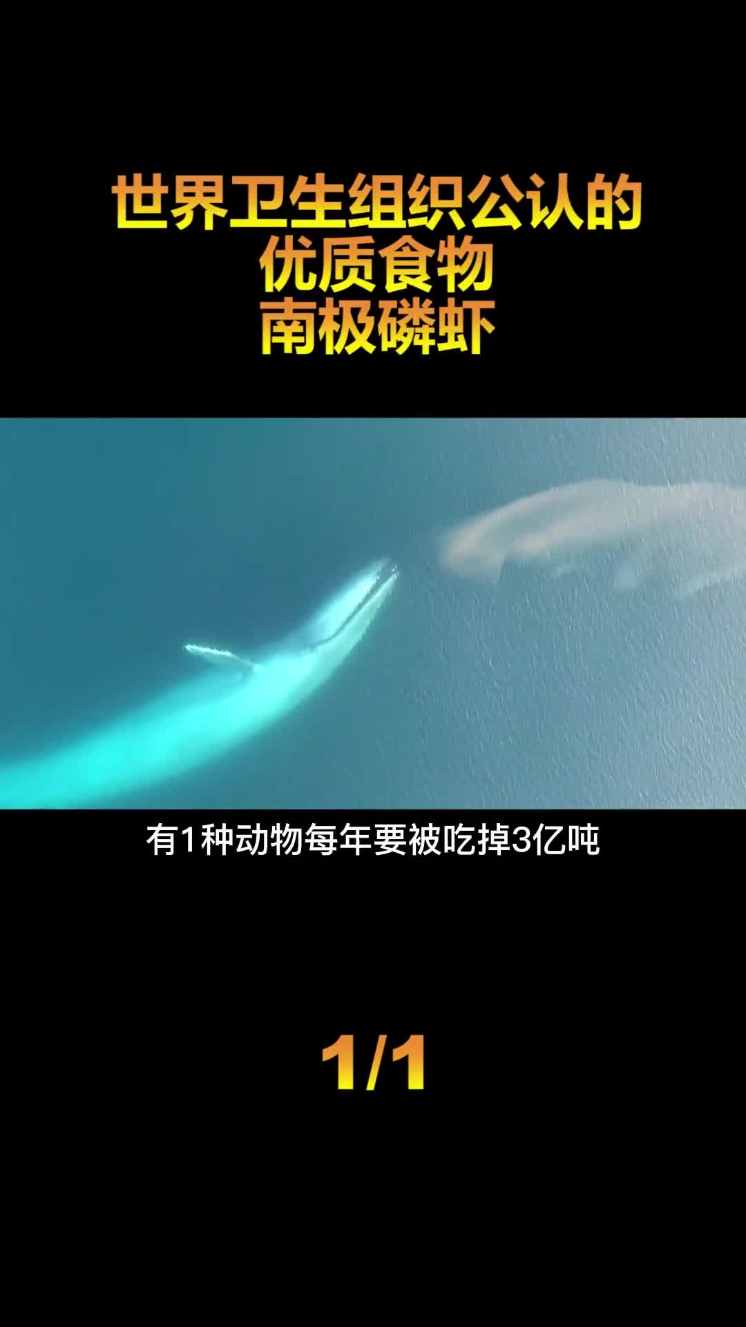 被誉为海上黄金的南极磷虾是地球最大的蛋白质库每年被吃3亿吨都不会灭绝