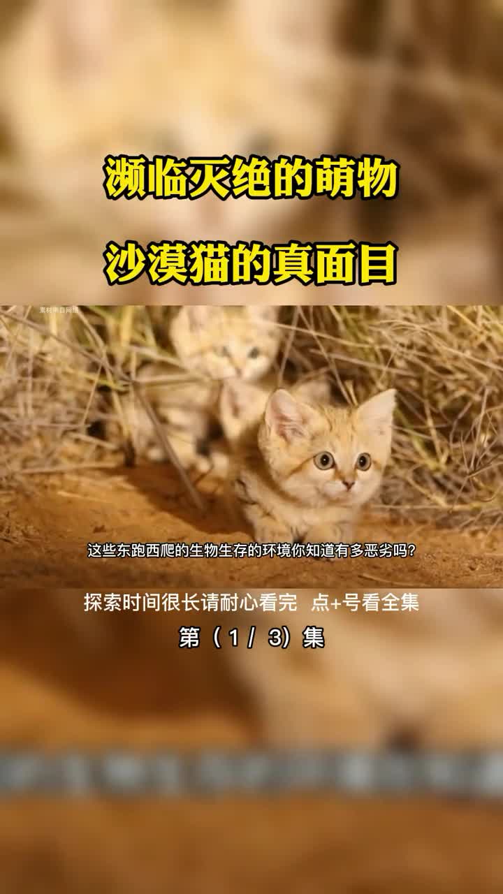 濒临灭绝的萌物沙漠猫的真面目第1集