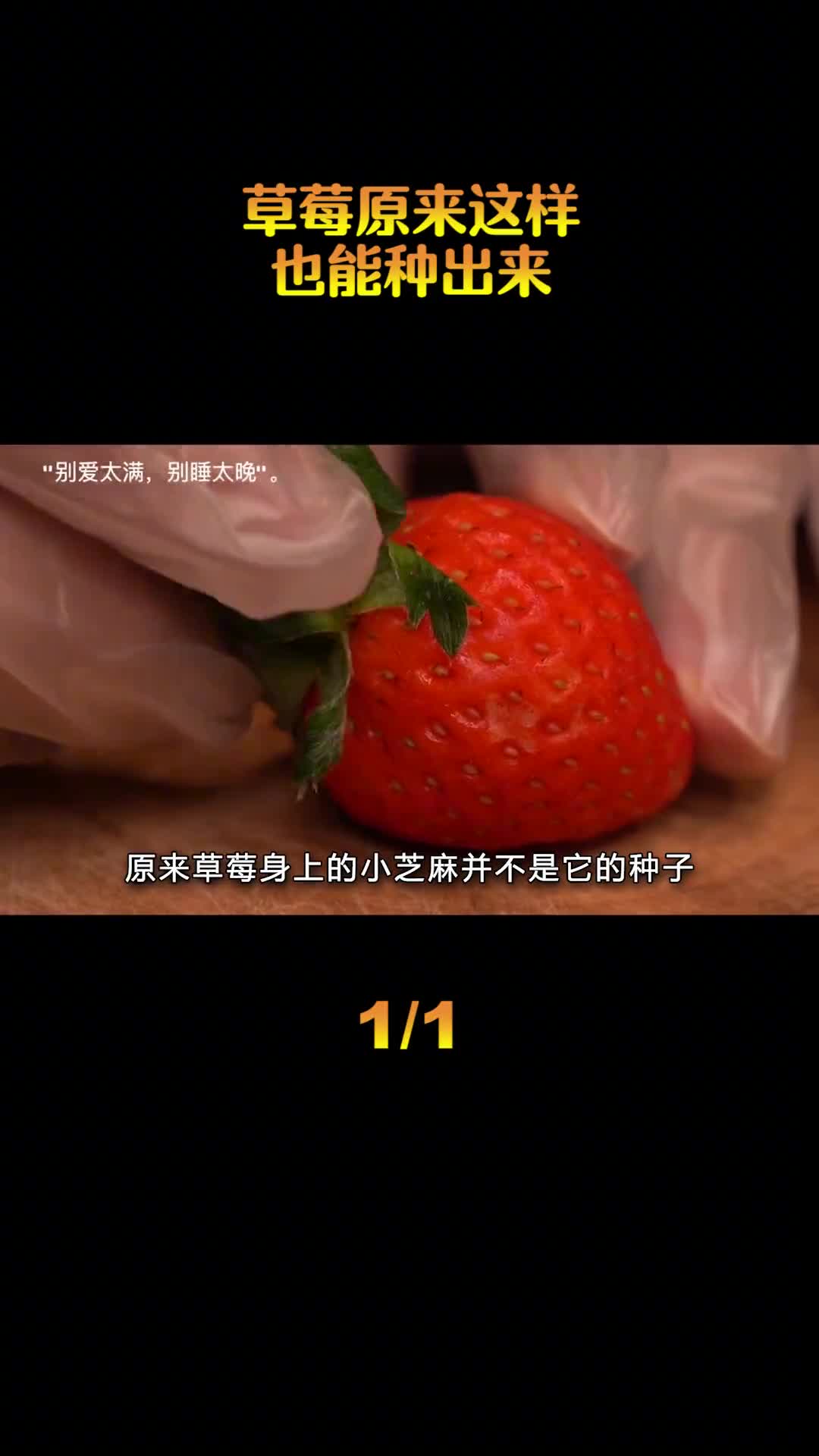 如何在家种草莓