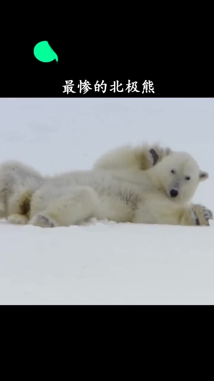 北极熊这铁有点粘舌头