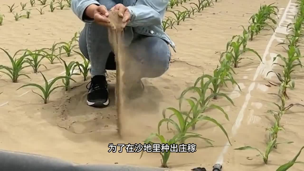 世界番茄看中国中国番茄看新疆