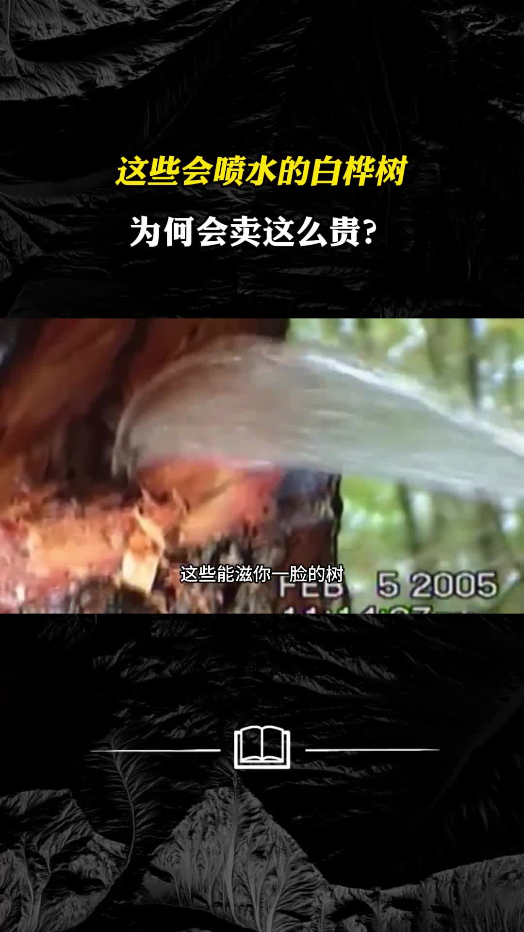 白桦树汁为何被称为软黄金有什么用处