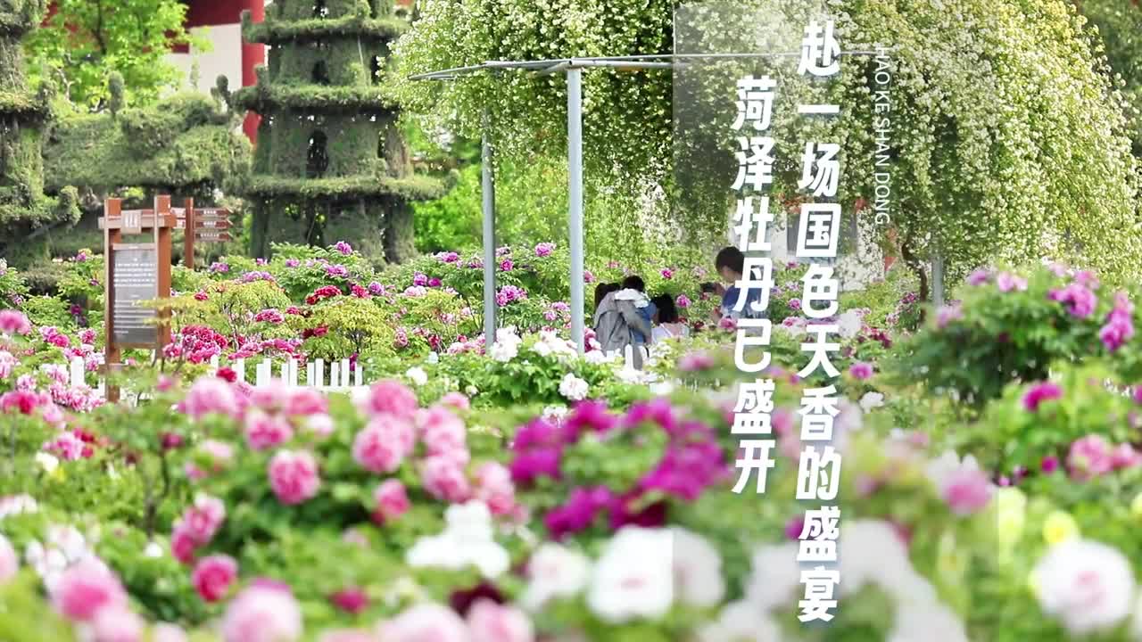 唯有牡丹真国色花开时节动京城以牡丹之名赴春天的约会点赞收藏不迷路一个视频带你畅游菏泽来一场国色天香的春日之旅