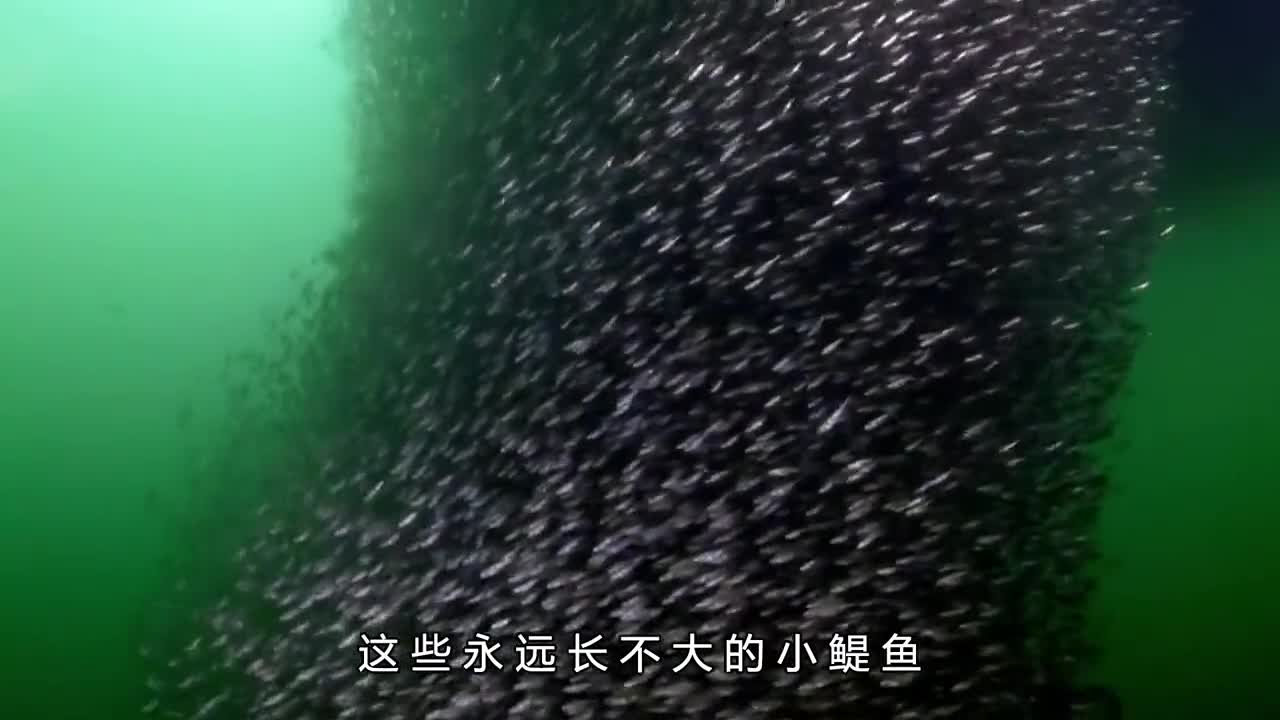 原来你喜欢吃的劲仔小鱼干是这样制作的你喜欢那种口味的