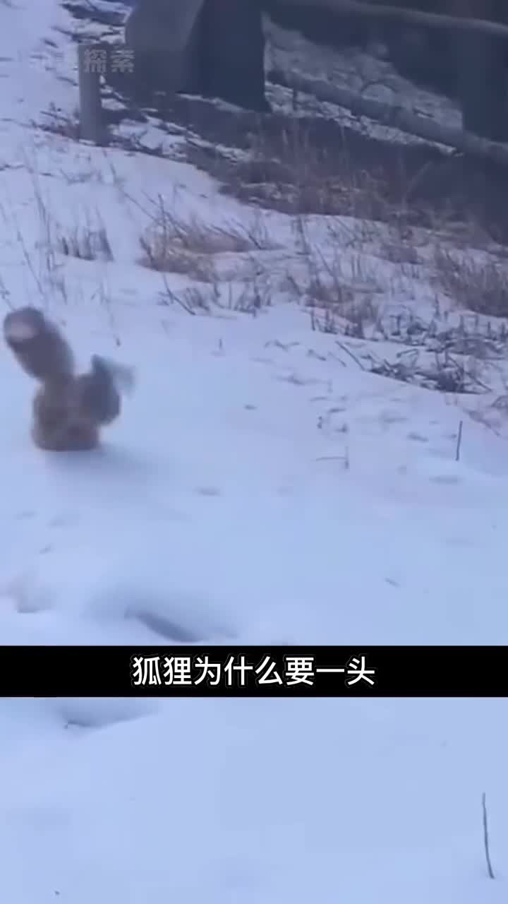 为什么狐狸喜欢扎进雪地里