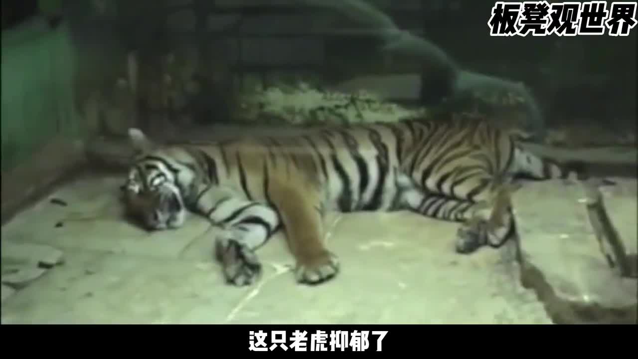 猪崽子假扮老虎的孩子