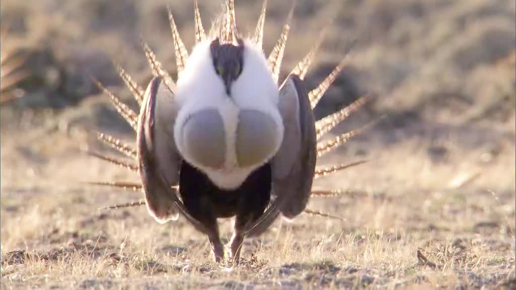 令郎的胸大肌怎会如此浮夸