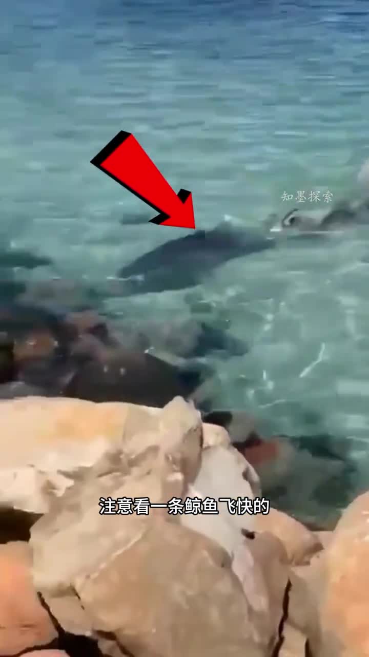 侏儒抹香鲸神奇的防御机制解释