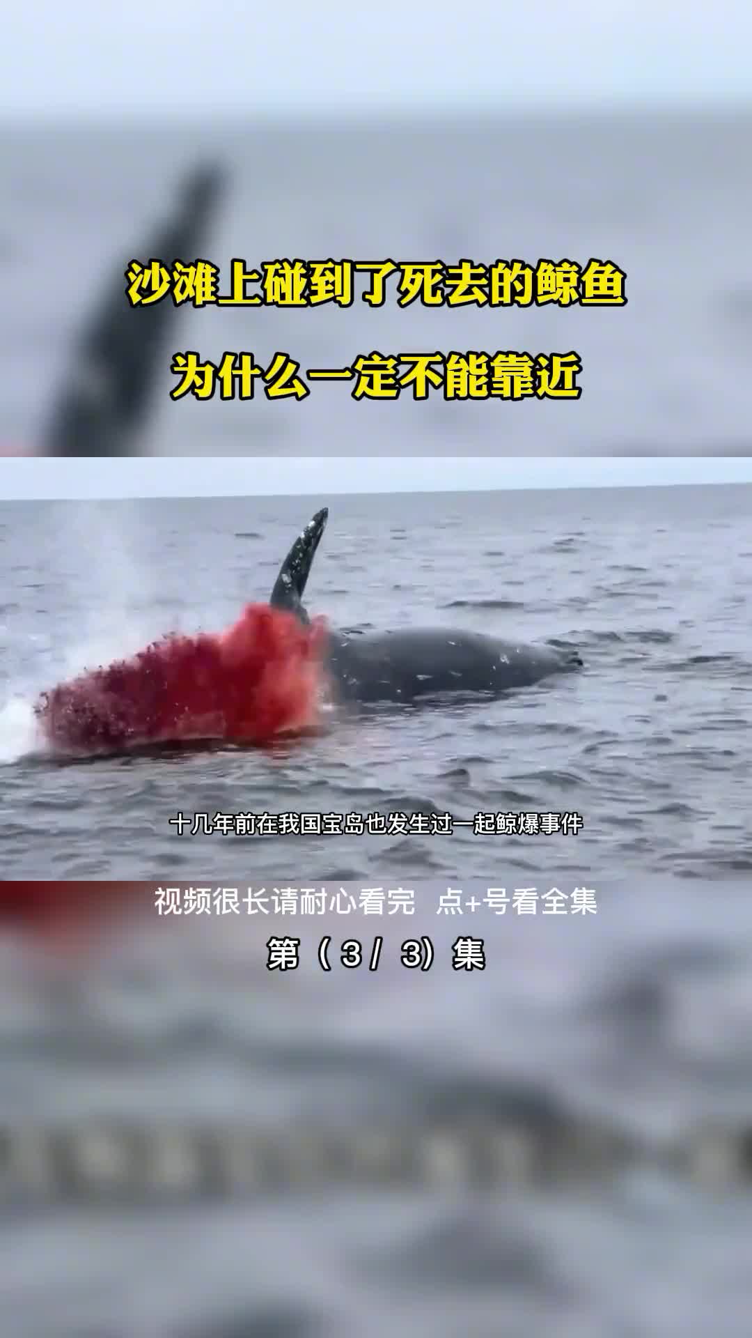 沙滩上碰到了死去的鲸鱼为什么一定不能靠近