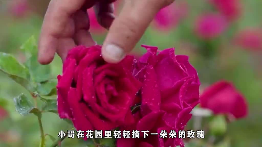 原来玫瑰也能吃