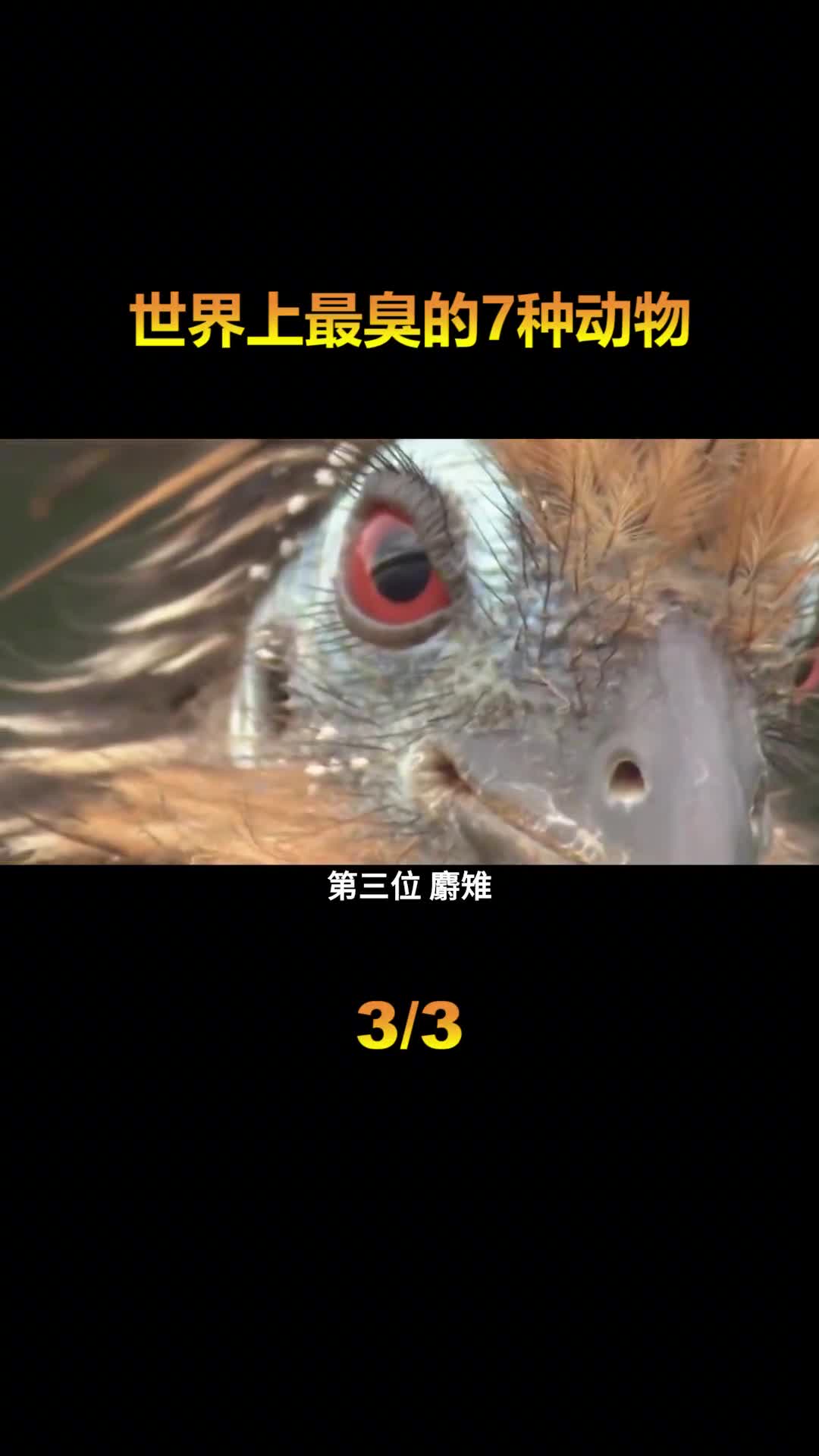 盘点世界上7种最臭的动物第一名被称为自然界的生化武器