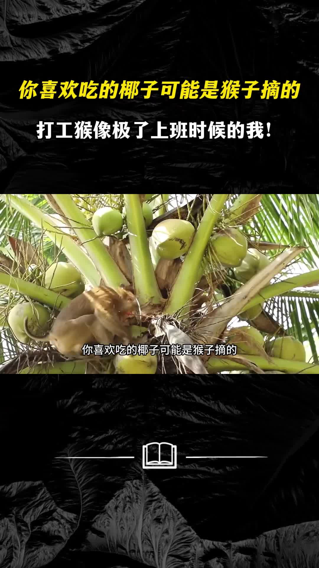 其实你喜欢吃的椰子可能是猴子摘的打工猴像极了上班时候的我