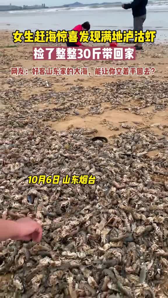 10月6日山东烟台女生赶海惊喜发现满地泸沽虾捡都捡不完整整带了30斤回家网友我现在去还来得及吗