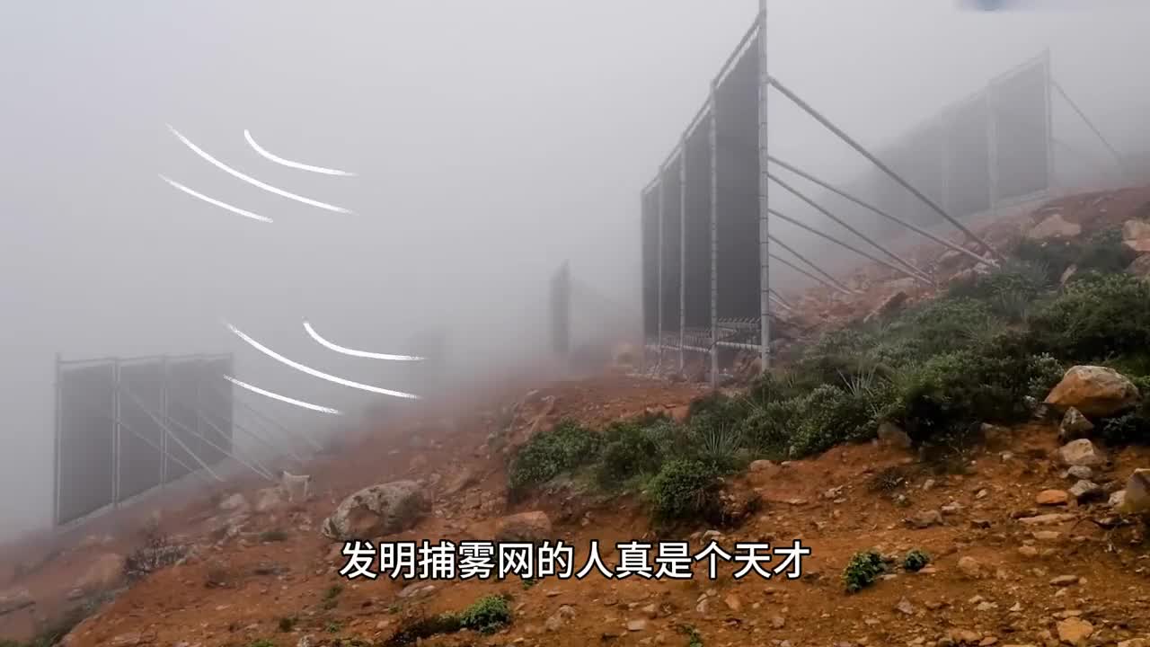 发明捕雾网的人真是个天才