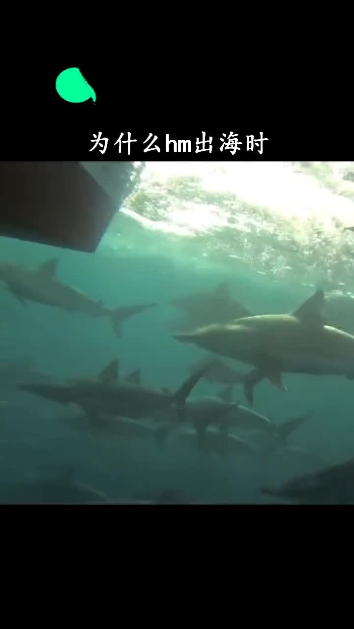 为什么大船后面总有鲨鱼跟着