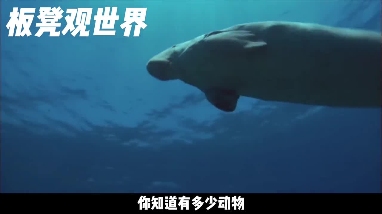 被人类吃到灭绝的动物