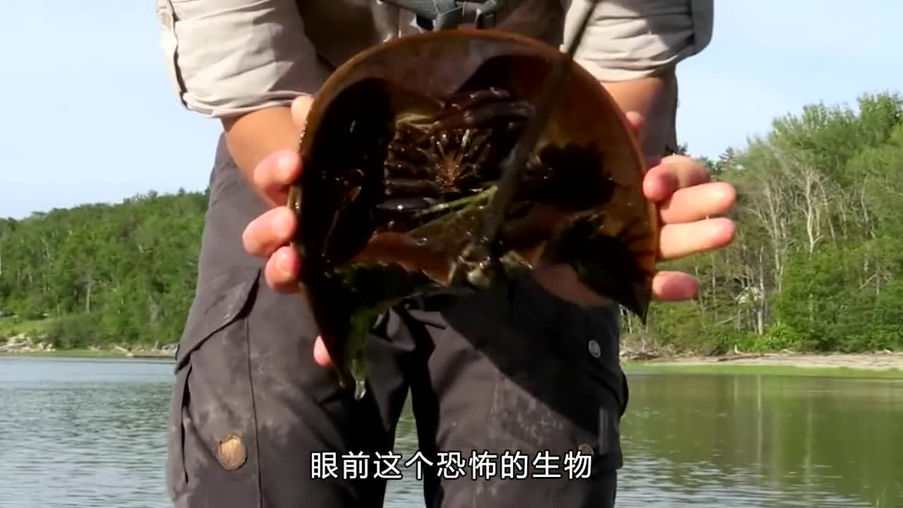 拥有蓝色的血液4亿年前就存在了躲过5次生物大灭绝却成为人类的血奴