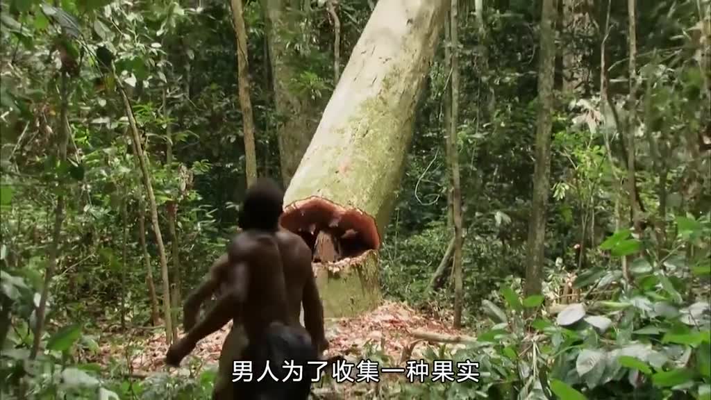 来自亚马逊雨林的坚果你吃过吗