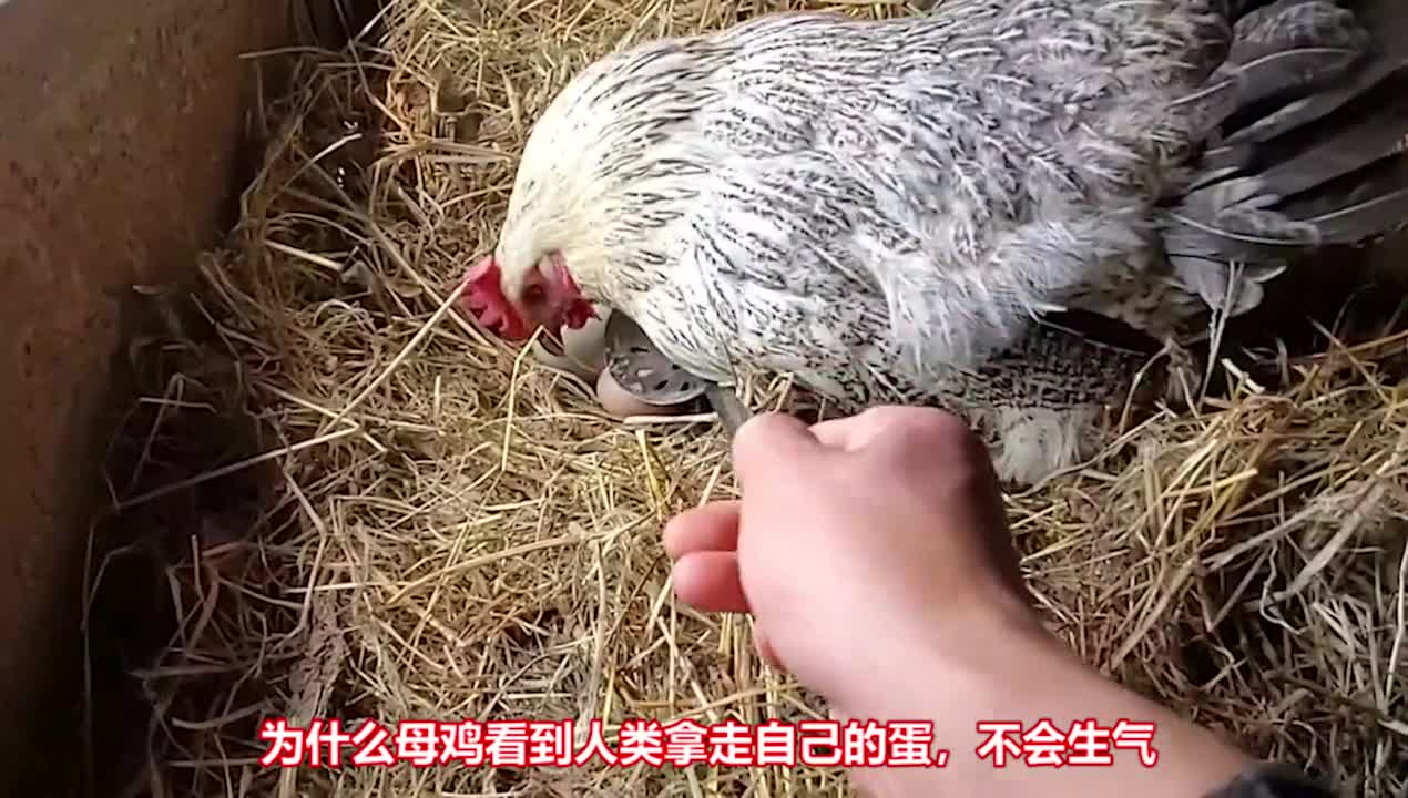 为什么当面拿走母鸡的蛋母鸡不会生气