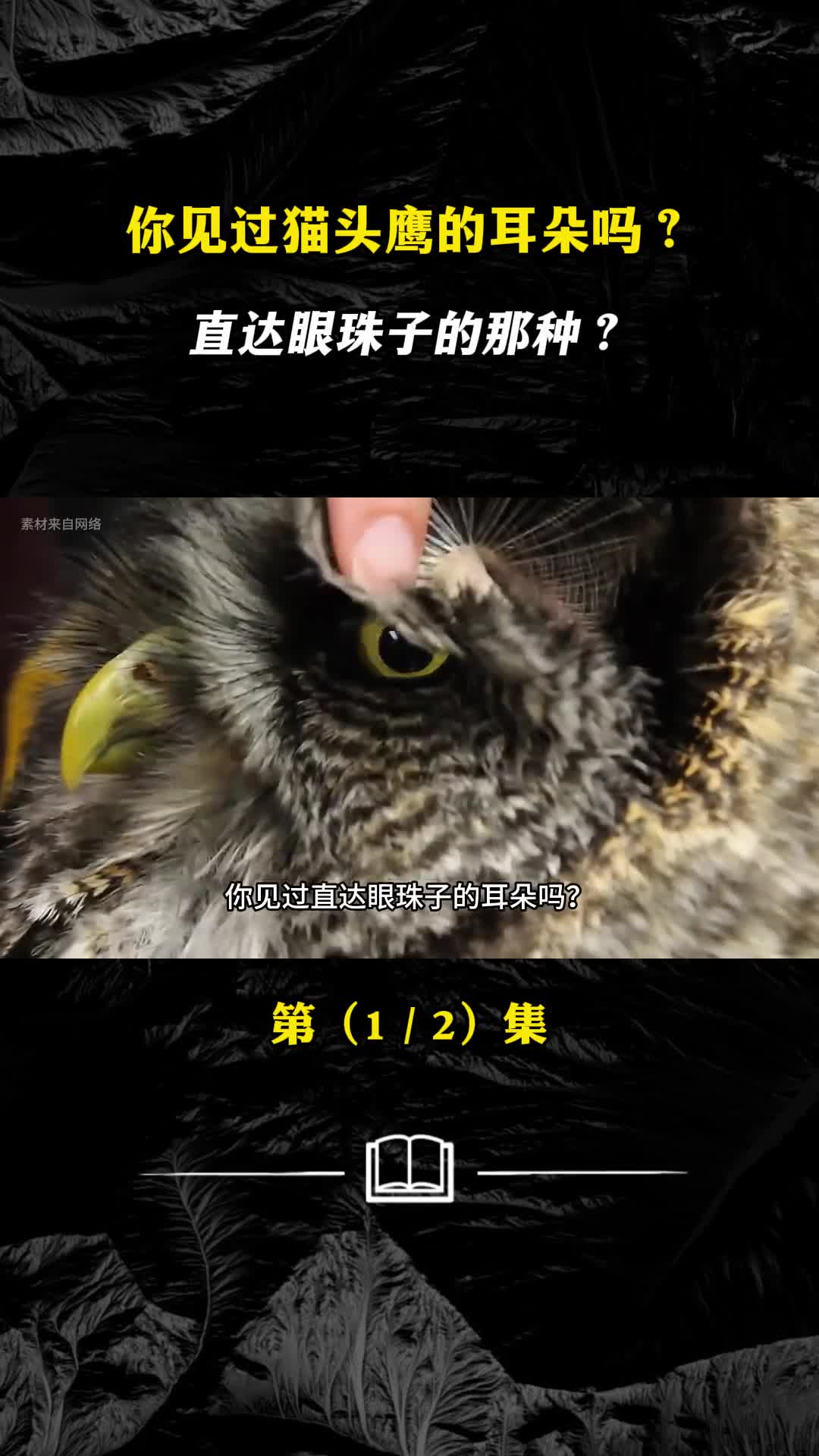 你见过猫头鹰的耳朵吗直达眼珠子的那种