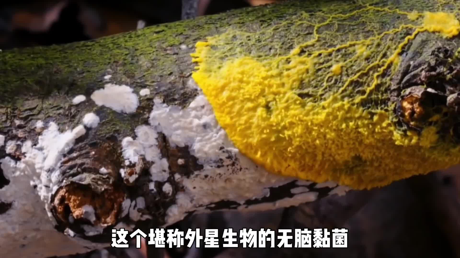 堪称外星生物的无脑黏菌仅26小时就完成了日本百年线路规划图