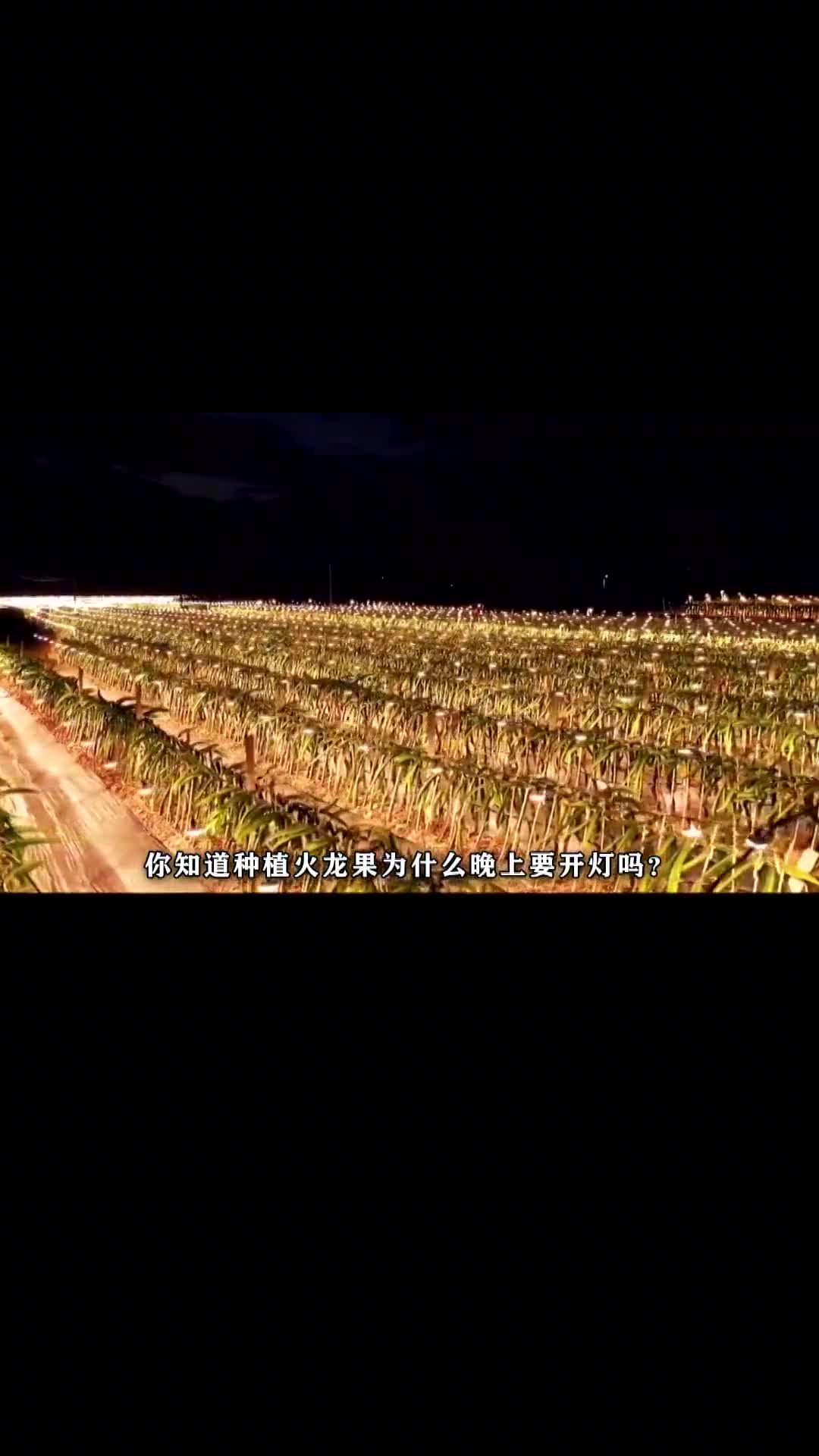 火龙果也会怕黑吗