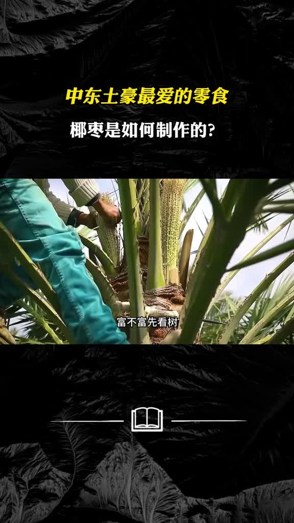 富不富先看树中东土豪为何痴迷于种植椰枣树