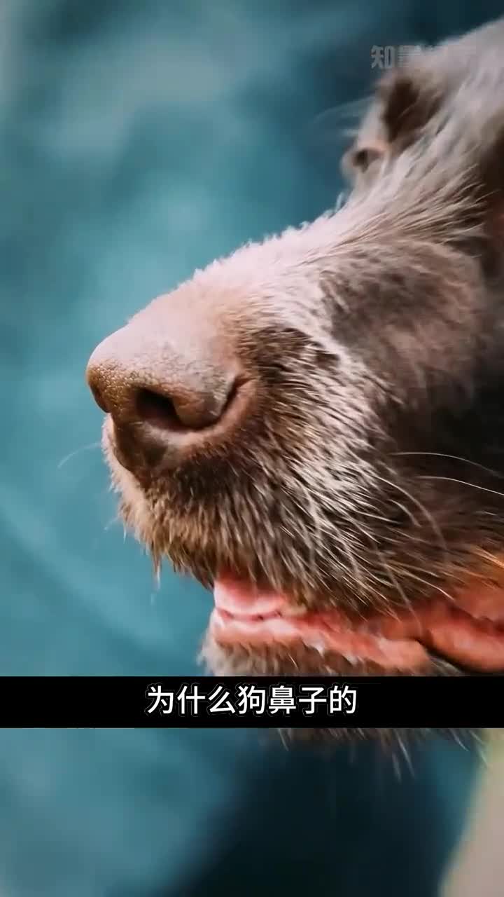 狗的鼻子为啥会有条缝隙解释