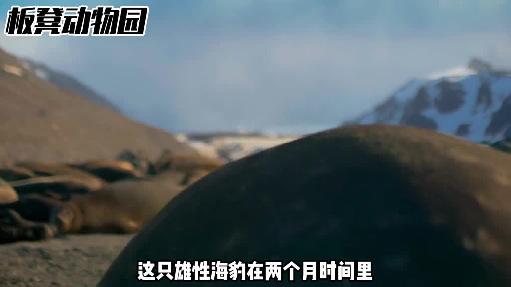 神秘的南极奇葩的动物们