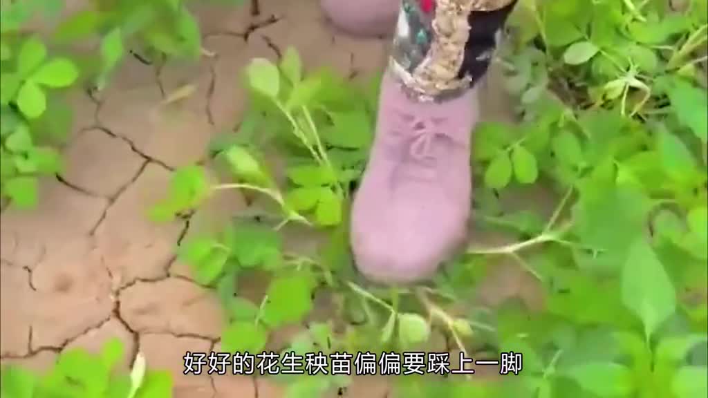 脚踩花生秧原来暗藏大智慧