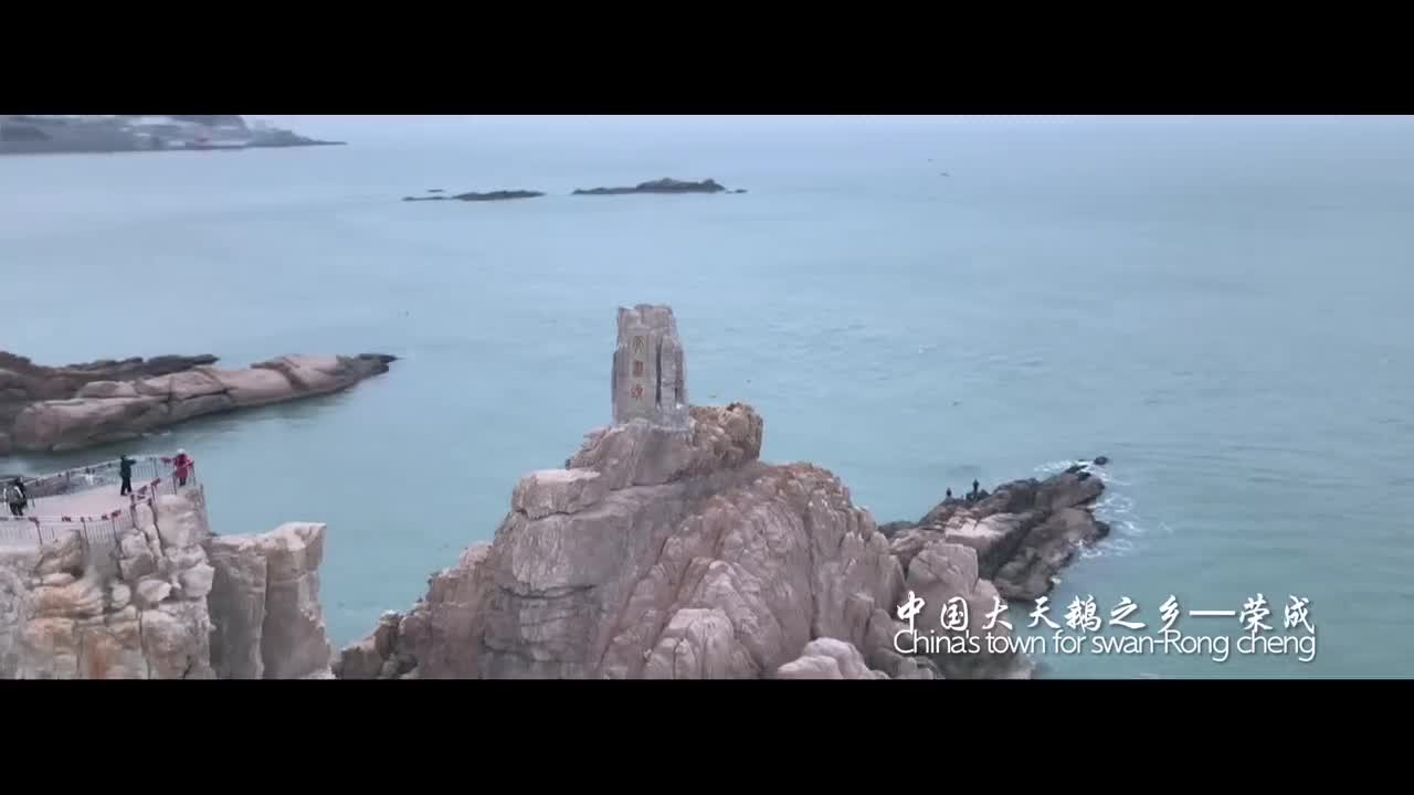 向东向海向荣成穿越千里山海与浪漫相遇听说第一批来荣成越冬的天鹅已抵达那你什么时候来这里
