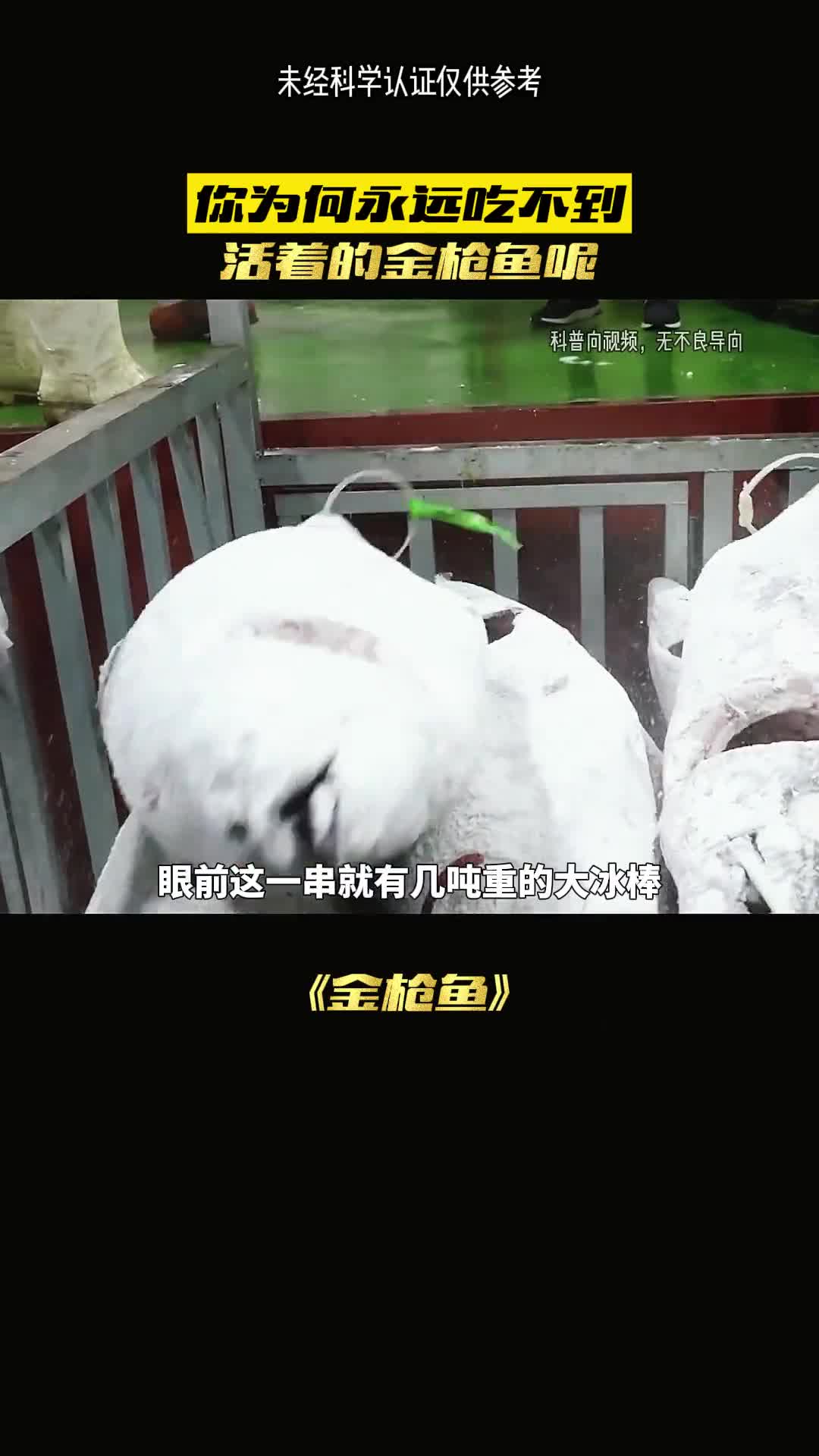 你知道金枪鱼有多惨吗