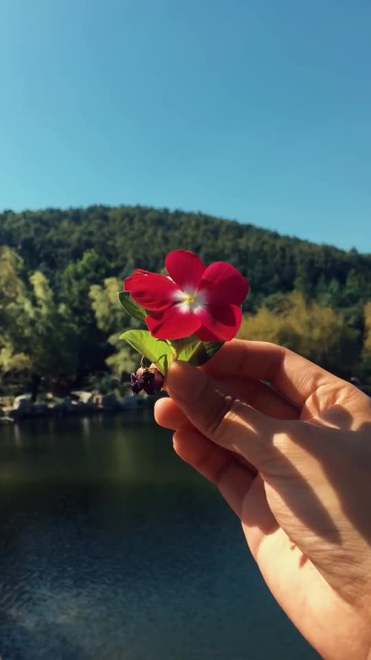 威海的天真蓝华夏城里娇艳的小花与美景相得益彰