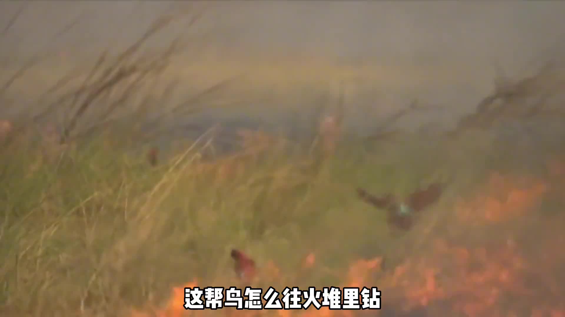 非洲暴躁哥火鸟