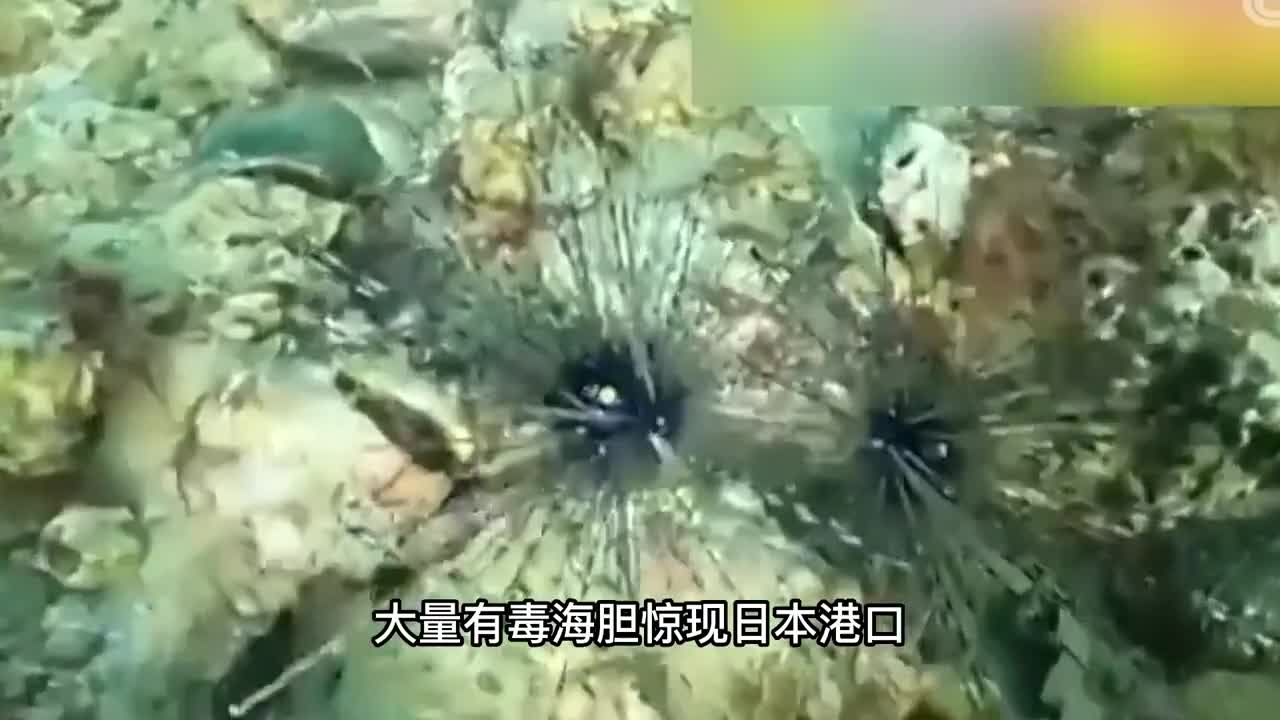 日本港口聚集大量毒海胆是否预示着什么要发生