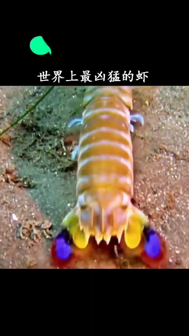 世界上最凶猛的虾在水下都能打出火花