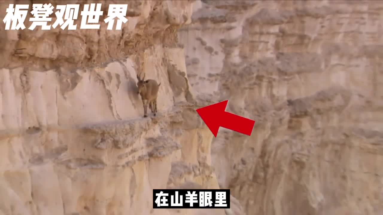 山羊上树只是基本山羊攀岩才是天花板